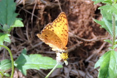 Phalanta phalantha