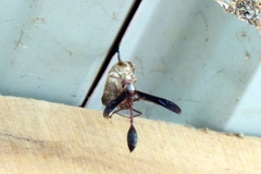 Belonogaster