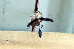 Belonogaster