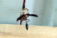 Belonogaster