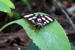Heraclia geryon