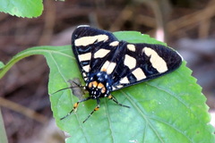 Heraclia geryon