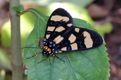 Heraclia geryon