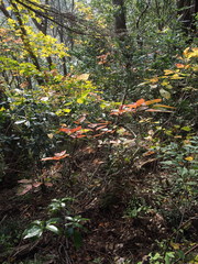 Neoshirakia japonica