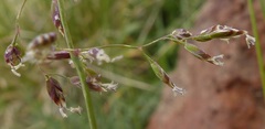 Poa alpigena