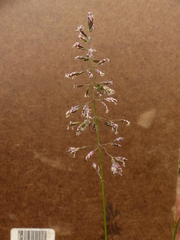 Poa alpigena