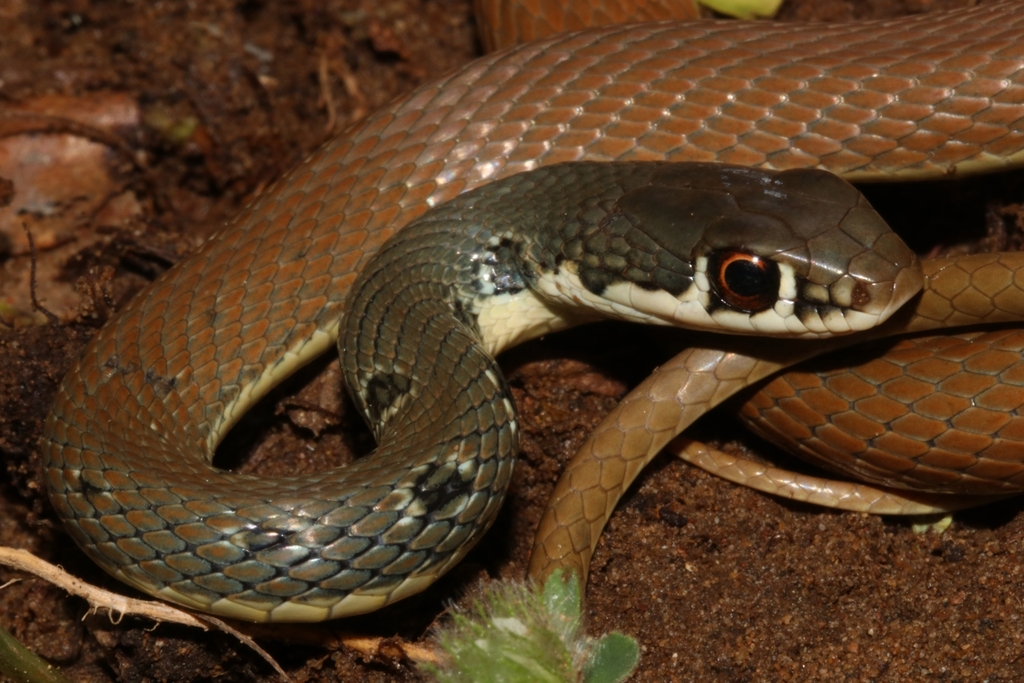 Dahl's Whip Snake in May 2023 by Ryan van Huyssteen · iNaturalist