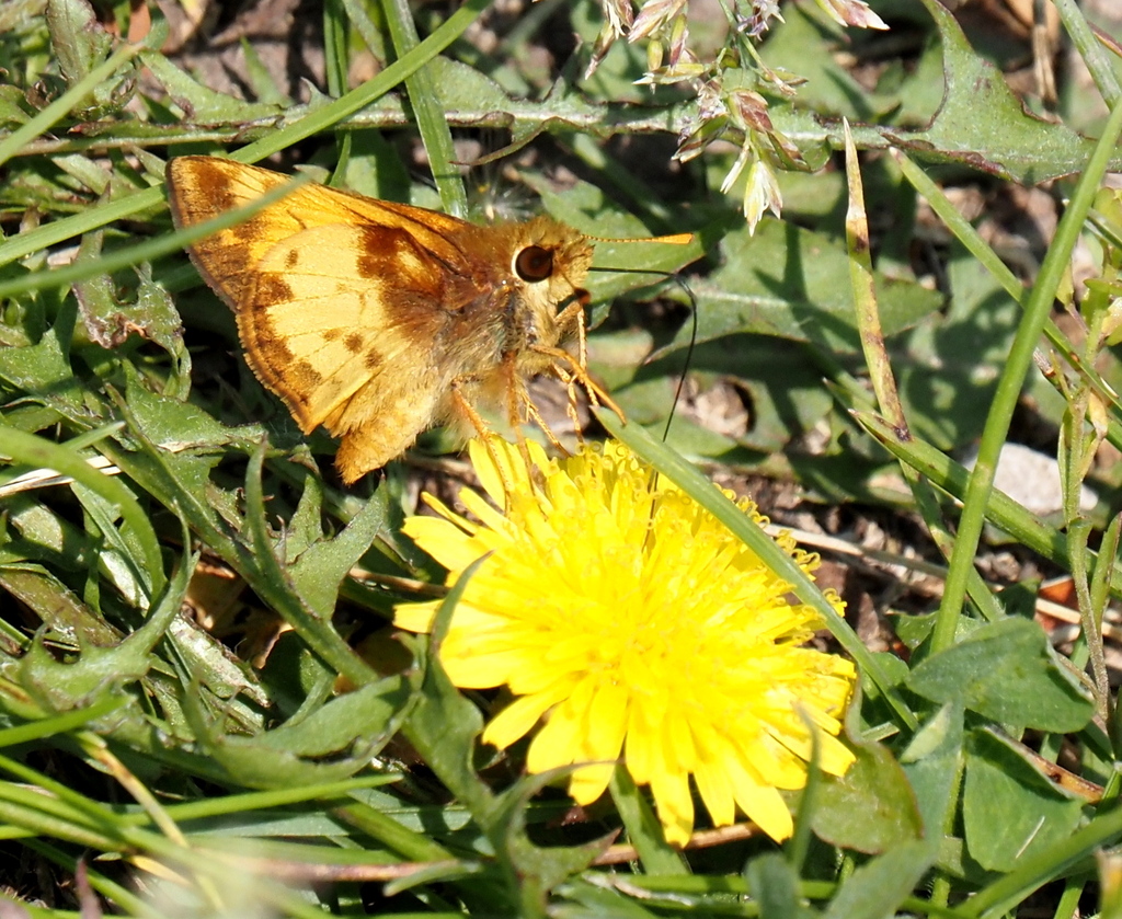 Zabulon Skipper from 8523 NE4, Beatrice, NE 68310, USA on May 22, 2023