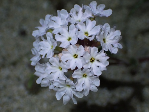 Image of Abronia pogonantha by (c) Cricket Raspet, some rights reserved (CC BY)