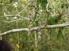 Piptadenia obliqua