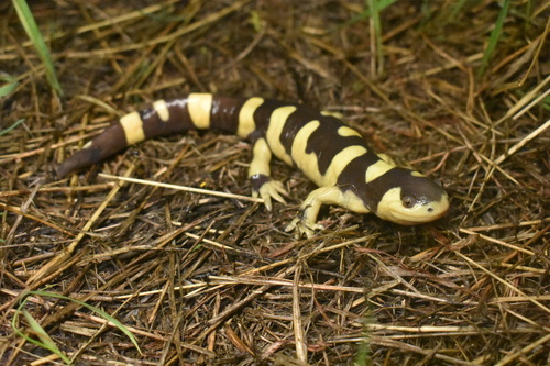 Western Tiger Salamander