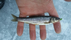 Couesius plumbeus