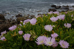 Disphyma australe australe