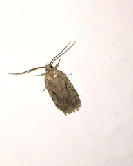 Agonopterix curvilineella