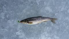 Couesius plumbeus