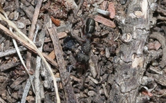 Rhytidoponera tasmaniensis