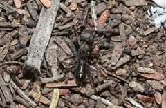 Rhytidoponera tasmaniensis