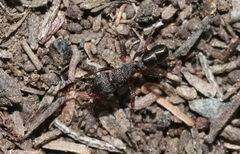Rhytidoponera tasmaniensis