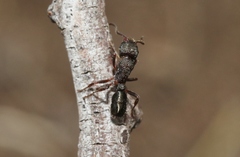 Rhytidoponera tasmaniensis