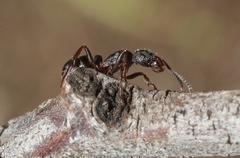 Rhytidoponera tasmaniensis