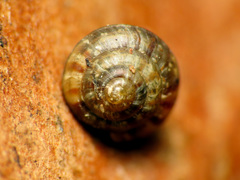 Punctoidea