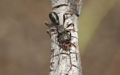 Rhytidoponera tasmaniensis