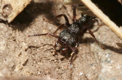 Rhytidoponera tasmaniensis