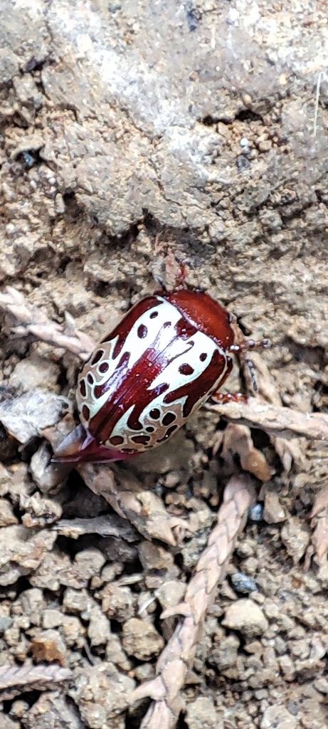 Calligrapha notatipennis
