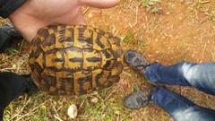 Testudo hermanni hermanni