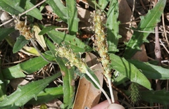 Plantago varia