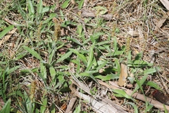 Plantago varia