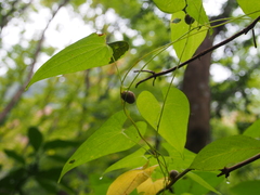 Dioscorea japonica