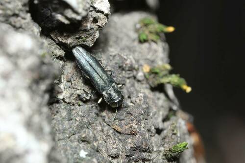 Agrilus ribbei · iNaturalist