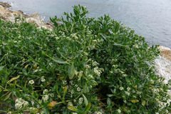 Lepidium crassum