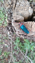 Stenaspis verticalis insignis