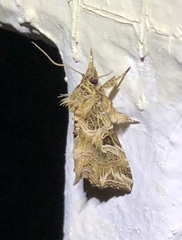 Callopistria flavitincta