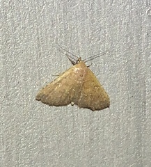 Cerynea punctilinealis