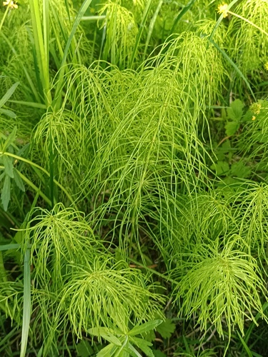 Ožkabarzdis asiūklis nuotrauka