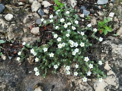 Euploca confertifolia