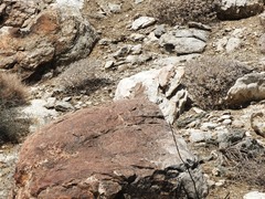 Crotaphytus vestigium