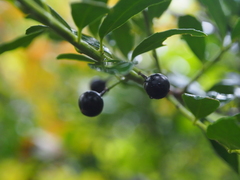 Ilex crenata crenata