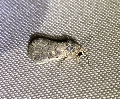 Spodoptera cilium