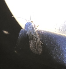 Spodoptera cilium