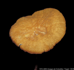 Marasmius cladophyllus