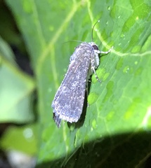 Condica albigutta