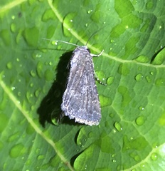 Condica albigutta