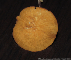 Marasmius cladophyllus