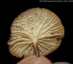Marasmius cladophyllus