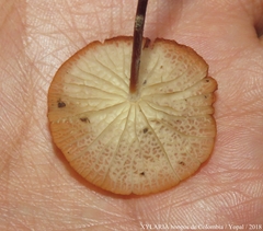 Marasmius cladophyllus