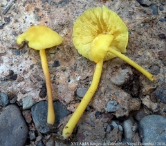 Tricholomopsis aurea